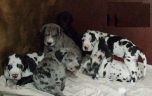 Great Dane Puppies for Sale