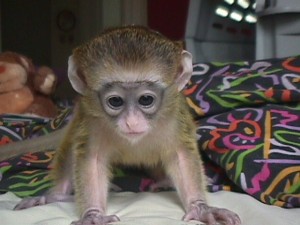 male and female Capuchin Monkeys