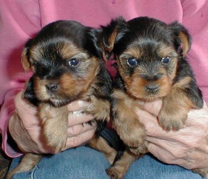 Adopt Your Yorkie Puppies Today
