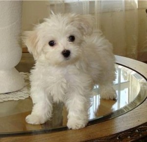 Extra Charming! Baby Doll Maltese puppies available