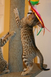 Extremely Cute Savannah Kittens Available