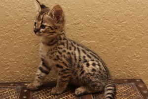 Stunning Savannah Kitten Available