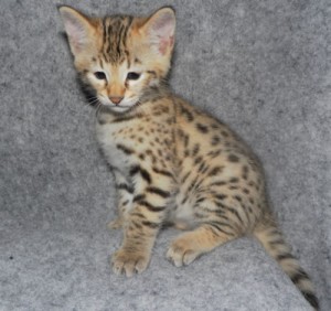 Beautiful Savannah kittens tica reg f2