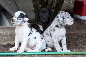 Harlequin Great Dane Puppies! Beautiful