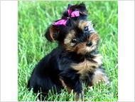 Nice yorkie puppies ready to go.