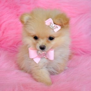 Best Quality Male and Female Tiny Teacup Pomeranian  Puppies available for adoption