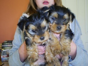 We have Lovely Yorkie puppies Ready For their new homes  We have Lovely Yorkie puppies Ready For their new homes for they are ve