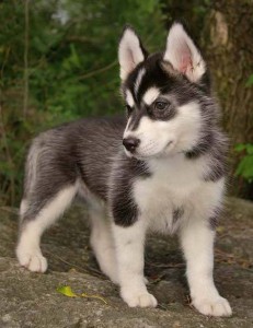 GORGEOUS AND CHARMING X-MASS SIBERIAN HUSKY PUPPIES FOR FREE ADOPTION.