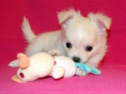 lovely male and female  Tea-Cup-Chihuahuas puppies for free adopyion  Male and female Tea-Cup-Chihuahuas puppies ready for any l