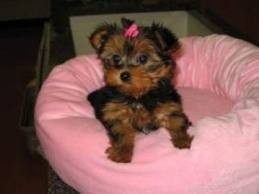 X-MAS TEACUP YORKIE PUPPIES FOR FREE ADOPTION