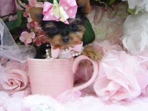 lovely male and female Xmas yorkie puppies