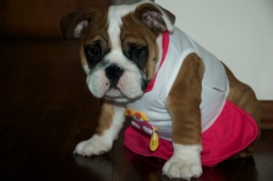 Charming English Bulldog Puppies For Adoption