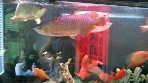 AROWANA FISHES FOR SALE