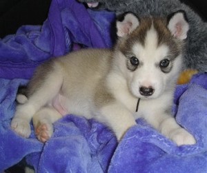 Alaskan Malamute Puppies ready for a new home now.