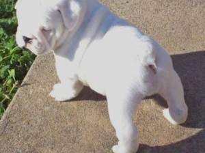 Adorable English bulldogs Puppies For SALE ( They are Potty Trained)