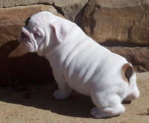 Cute English Bulldog Puppies for Adoption