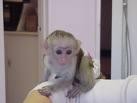 Capuchin Monkeys For Pet Loving Homes-EX-MASS