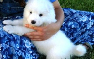 Lovely samoyed puppies now ready for adoption.
