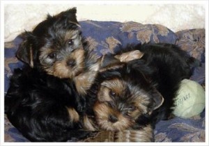 LOVELY AND ADORABLE TEACUP YORKIE PUPPIES FOR FREE ADOPTION.