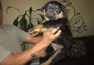 Marvellous Rottweiler Puppies