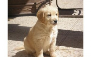 AKC Golden Retriever Puppies