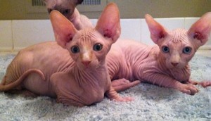 Colorful Sphynx Kittens !