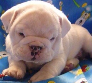 Adorable English bulldogs Puppies For X-Mass