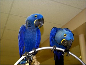 two macaw birds available for sale