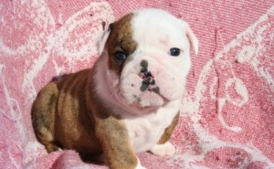outstanding English bull dog puppies for sale