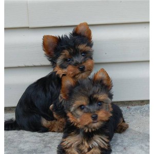 Tiny and Cute Yorkie Puppies For Adoption