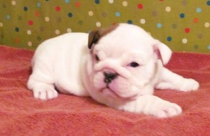 Gorgeous little English Bulldog girl for sale