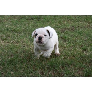 NICE ENGLISH BULLDOG PUPPIES FOR FREE ADOPTION?