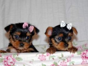 Litters of male and female Teacup Yorkie puppies available