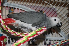talkative african grey parrot for adoption