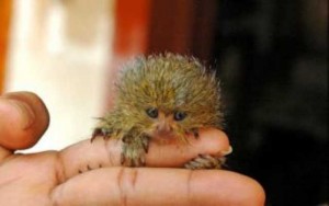 Adorable baby marmoset monkeys available for adoption.......