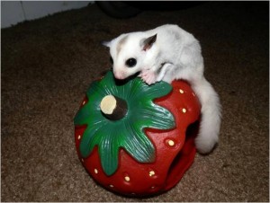 Sweet Sugar Gliders Joeys For Adoption