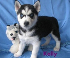 Reactionary Siberian husky pups for re-homing