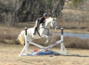 Friesian x Boerperd Stallion