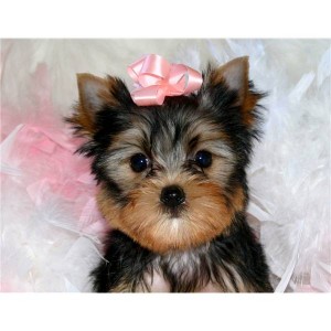 Yorkie puppies for X-mass