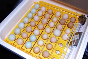 fertile macaw parrot eggs