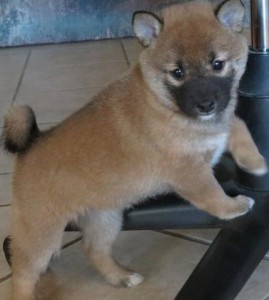 Cute Shiba Inu Puppies for sale