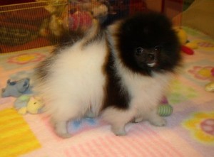 Playful And Joy-Bringer Pomeranian Puppies For Good Homes