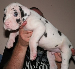 Quality of Male and Female Great Dane puppies