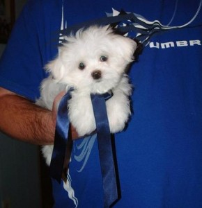 beautiful maltese from very nice bloodlines