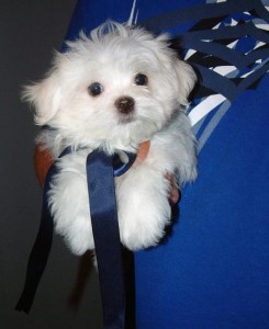 nice thick Maltese Puppies