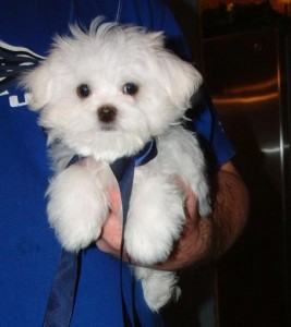 great addition Maltese Puppies