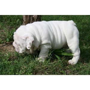 Nice male and fimale english bull dog rady for Xmass