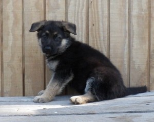 Playful German Shepherd Dog