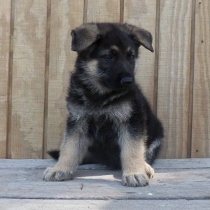 healthiest German Shepherd Dog puppies for sale