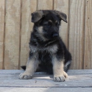 uickly and safely German Shepherd Dog puppies for sale